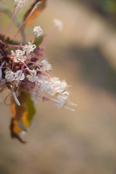 Belles Fleurs Jardin Floral — Photo