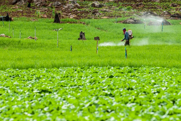 Agricultor Pulverizando Pesticida Campos Arroz Terrace — Fotografia de Stock