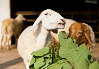 Çiftlikte ot yiyen koyunlar