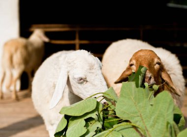 Çiftlikte ot yiyen koyunlar