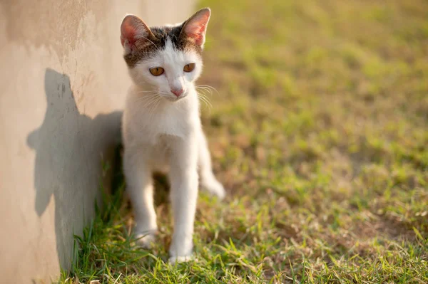 放松坐猫白色 逗人喜爱滑稽 — 图库照片