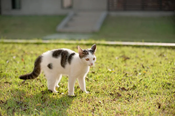 Relaxing Sitting Cat White Cute Funny — Stock Photo, Image