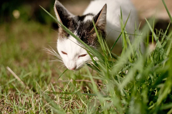 座ってリラックス ホワイト かわいい猫の面白い — ストック写真