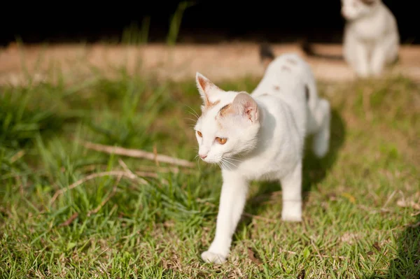 放松坐猫白色 逗人喜爱滑稽 — 图库照片