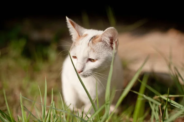 Relaxante Sentado Gato Branco Bonito Engraçado — Fotografia de Stock