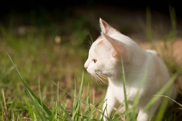 Relaxant Assis Chat Blanc Mignon Drôle — Photo