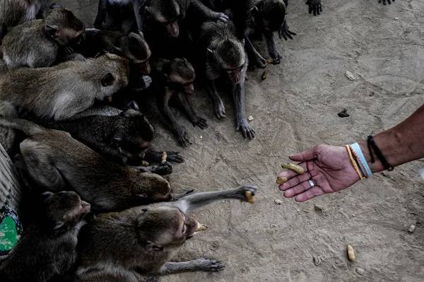 Groupe Singes Prenant Nourriture Main Humaine — Photo