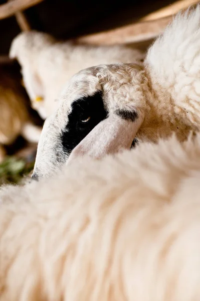 Braune Und Weiße Schafe Liegen Auf Dem Boden — Stockfoto