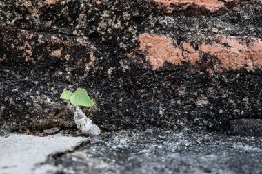 Antik doğal eski tuğla doku arka plan görüntüsü