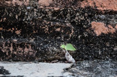 Antik doğal eski tuğla doku arka plan görüntüsü