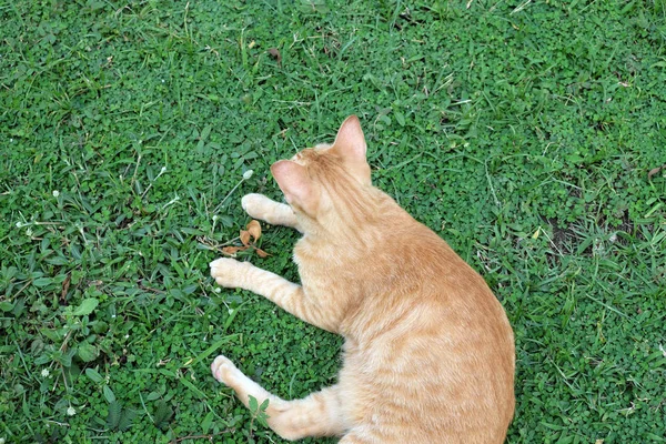 放松坐在草地上的猫，阳光明媚的春天天，可爱有趣 — 图库照片