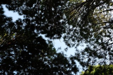 Orman, çam ormanı, güneş ışığı, günbatımı, güneş ışığı içinde ağaçlar