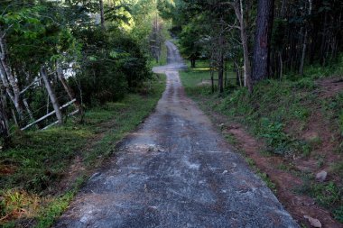Asfalt yol orman doğal yeşil