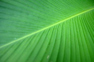 Closeup Yeşil muz yaprağı doku, Soyut Muz yaprağı 