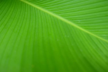 Closeup Yeşil muz yaprağı doku, Soyut Muz yaprağı 