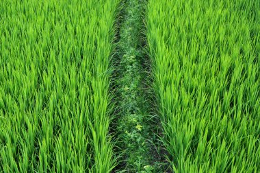 pirinç alan paddy alan pirinç doğal arka kapatmak