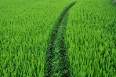 pirinç alan paddy alan pirinç doğal arka kapatmak
