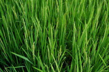 pirinç alan paddy alan pirinç doğal arka kapatmak