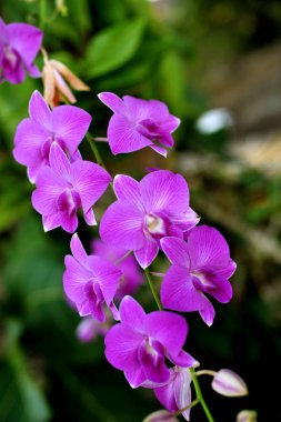 Orkide çiçekleri. Güzel orkide doğal çiçekler