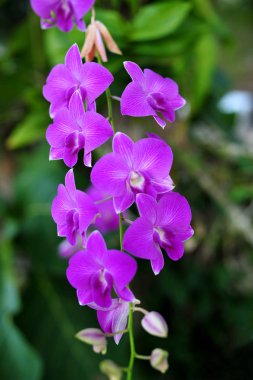 Orkide çiçekleri. Güzel orkide doğal çiçekler