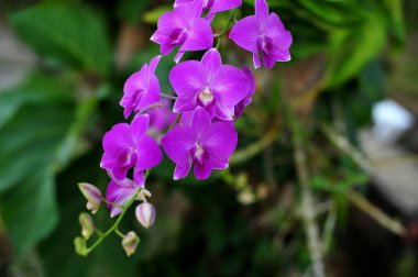 Orkide çiçekleri. Güzel orkide doğal çiçekler