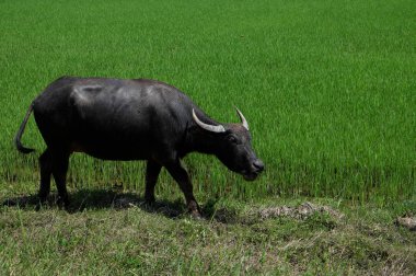 Buffalo sicilini bir alan çimen, pirinç alan arka plan