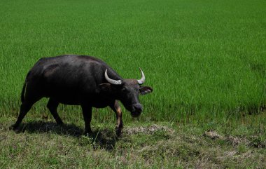 Buffalo sicilini bir alan çimen, pirinç alan arka plan