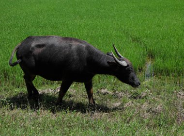 Buffalo sicilini bir alan çimen, pirinç alan arka plan