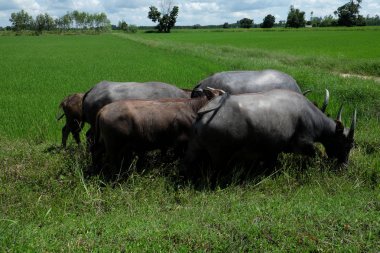 Buffalo sicilini bir alan çimen, pirinç alan arka plan