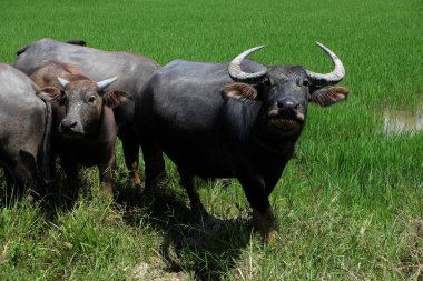 Buffalo sicilini bir alan çimen, pirinç alan arka plan