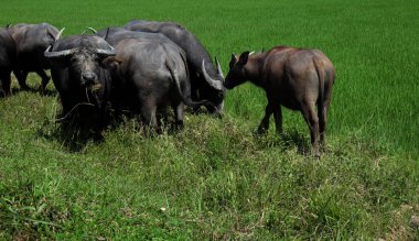 Buffalo sicilini bir alan çimen, pirinç alan arka plan