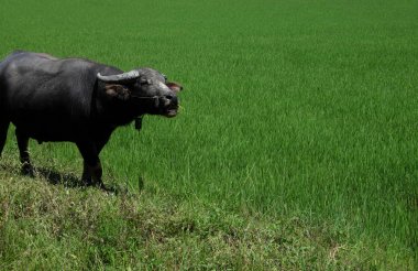 Buffalo sicilini bir alan çimen, pirinç alan arka plan