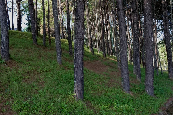 Alberi nella foresta, pineta, luce del sole, tramonto, sole — Foto Stock