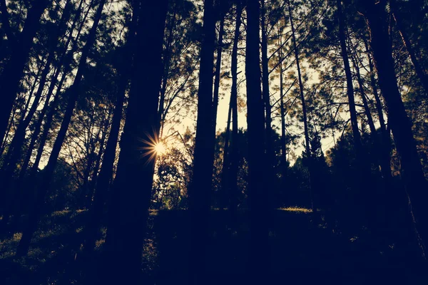 Árboles en el bosque, bosque de pinos, luz solar, puesta de sol, sol — Foto de Stock
