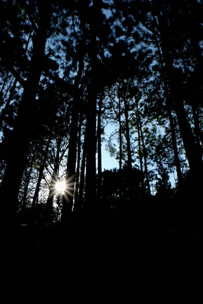 森林里的树木, 松树森林, 阳光, 日落, 阳光 — 图库照片