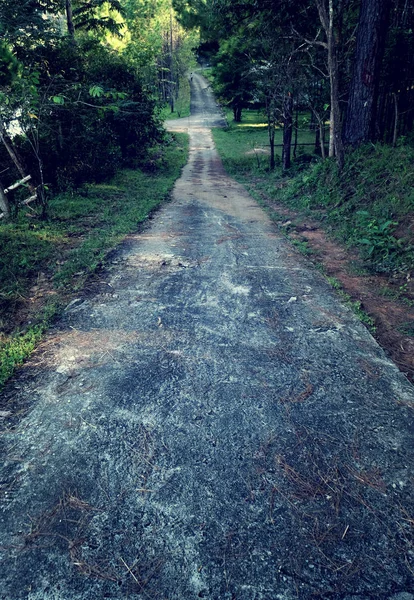 森の自然な緑のアスファルト道路 — ストック写真