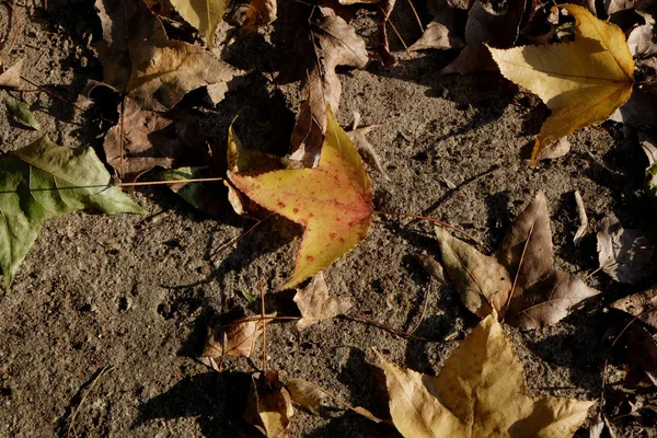 日光のカエデの木から落ちた葉。秋のカエデの葉 — ストック写真