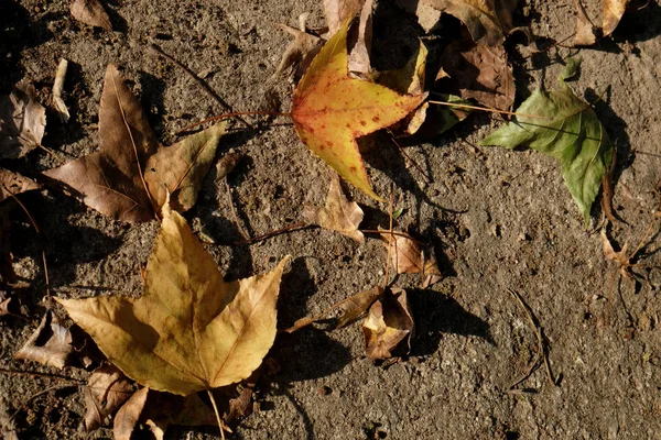 Feuilles tombées d'un érable à la lumière du soleil. feuilles d'érable d'automne — Photo