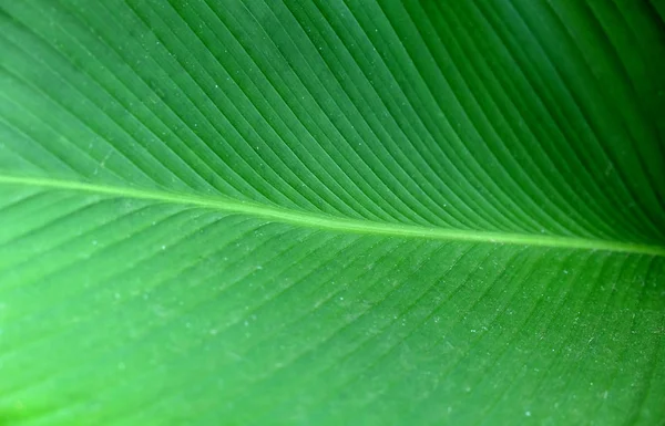 Closeup Textura de folha de banana verde, Abstrato Folha de banana — Fotografia de Stock