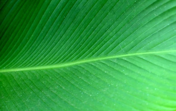 Gros plans Texture de la feuille de banane verte, Feuille de banane abstraite — Photo