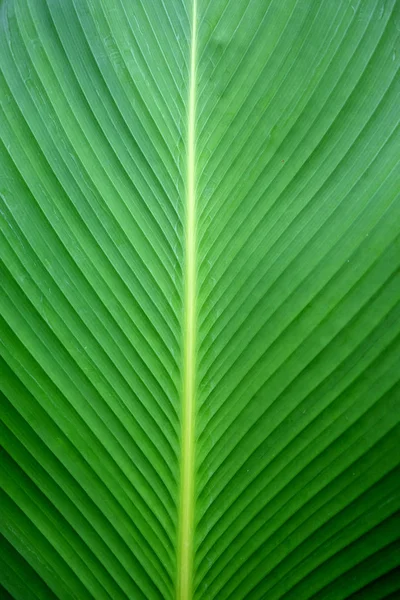 クローズアップグリーンバナナの葉の食感、抽象的なバナナの葉 — ストック写真