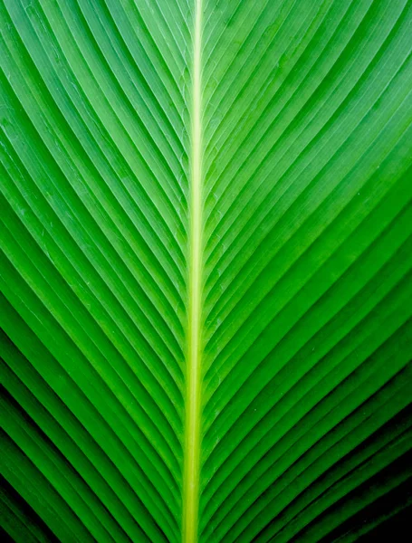 Gros plans Texture de la feuille de banane verte, Feuille de banane abstraite — Photo