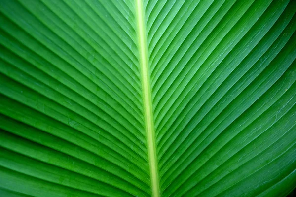 Gros plans Texture de la feuille de banane verte, Feuille de banane abstraite — Photo