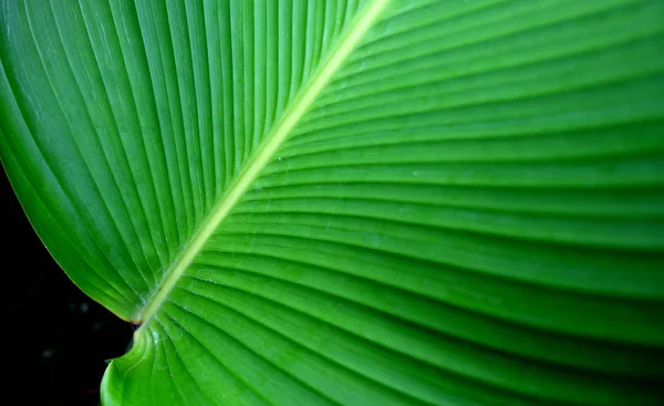 Close-up groene bananenblad textuur, abstracte bananenblad — Stockfoto
