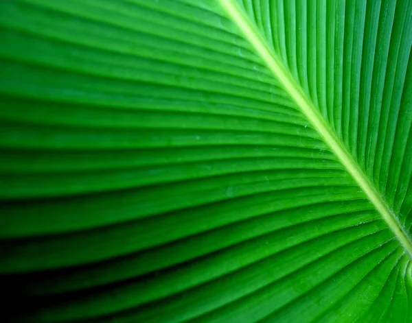 Closeup zelený banánový list textura, abstraktní banánový list — Stock fotografie