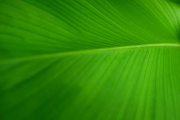 Primeros planos Textura de hoja de plátano verde, hoja de plátano abstracta —  Fotos de Stock