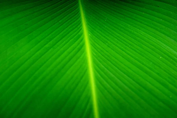 Крупный план Зеленый банановый лист текстуры, Абстрактный банановый лист — стоковое фото