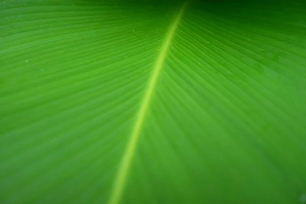 Closeup zöld banán levél textúra, absztrakt banán levél — Stock Fotó
