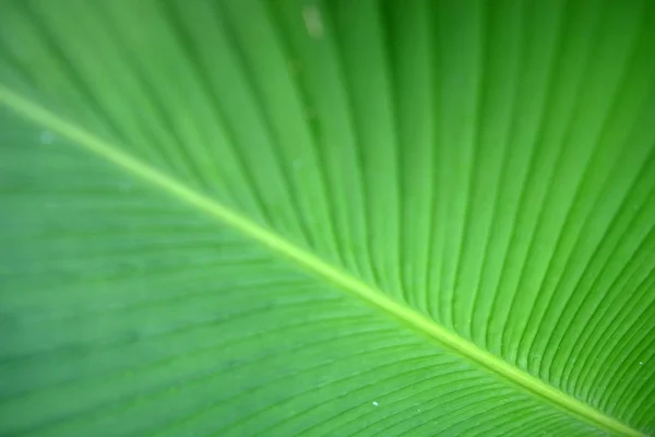 Closeup Textura de folha de banana verde, Abstrato Folha de banana — Fotografia de Stock
