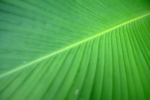 Gros plans Texture de la feuille de banane verte, Feuille de banane abstraite — Photo